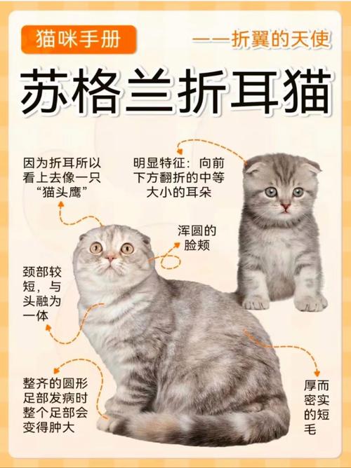 探索折耳猫咪的魅力与价值