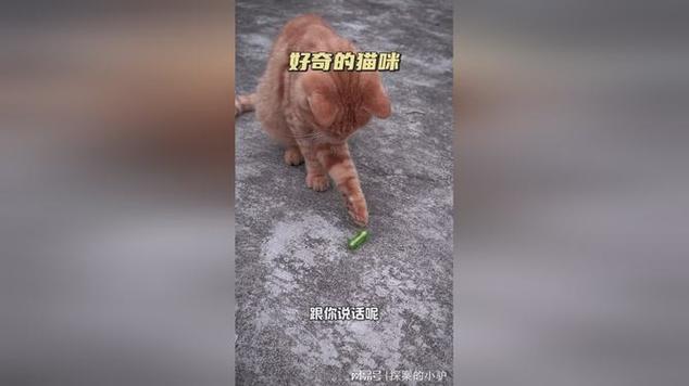 猫咪的悲剧，为何我们的爱宠会遭遇如此困境？