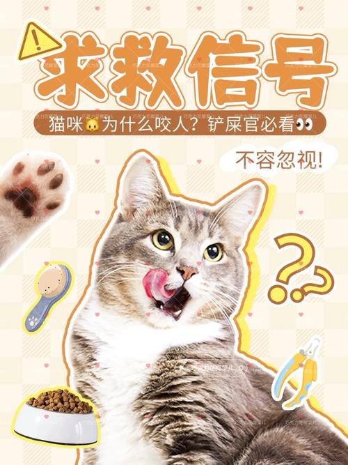 猫咪为何如此着迷——揭秘猫咪频繁舔自己的秘密