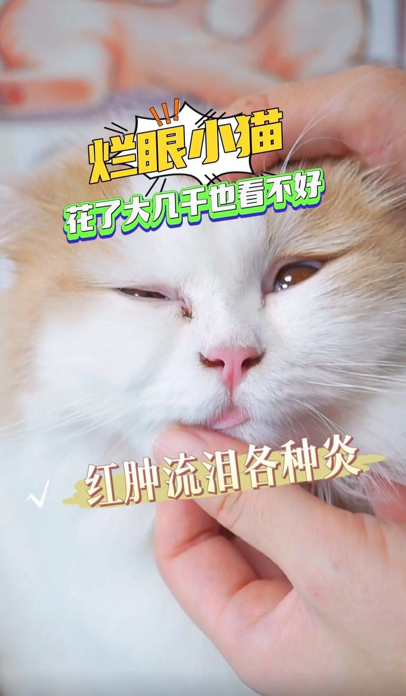 猫咪眼睛里的秘密，如何正确处理眼屎