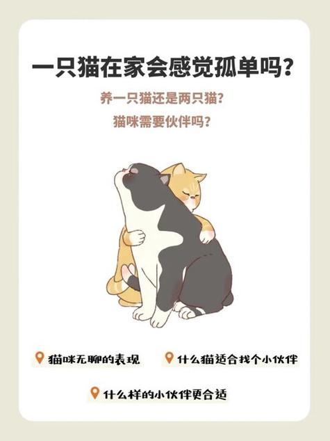 猫咪是否孤独？揭秘宠物猫的心理世界