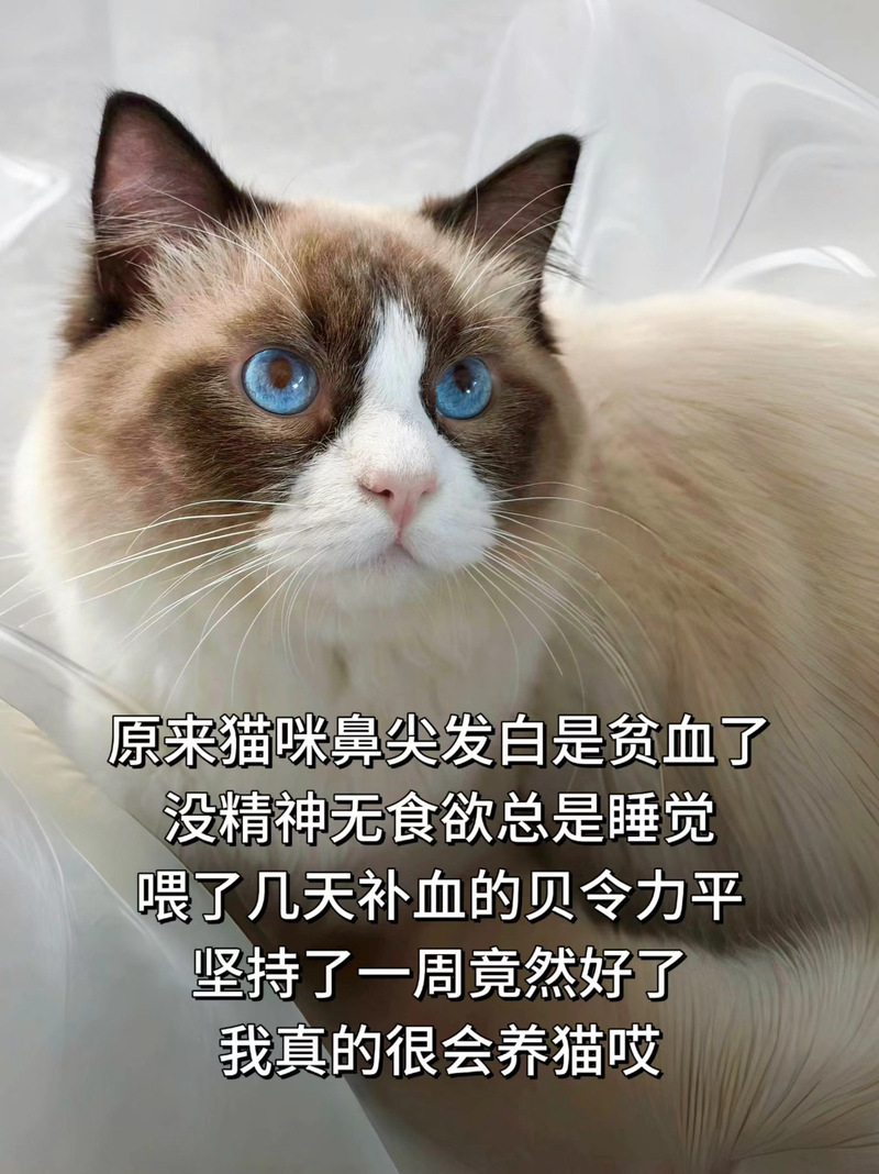 猫咪睡梦中呼吸急促，是健康警报还是正常现象？