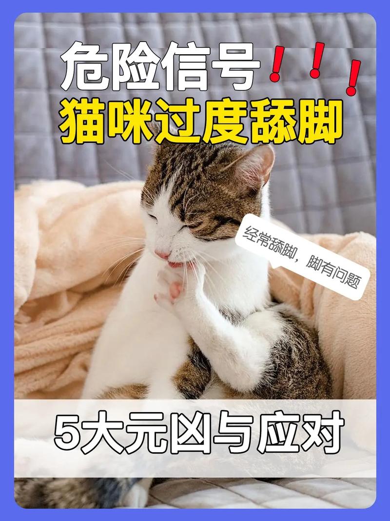 猫咪的神秘习性揭秘，为何它们如此着迷于舔自己的脚？