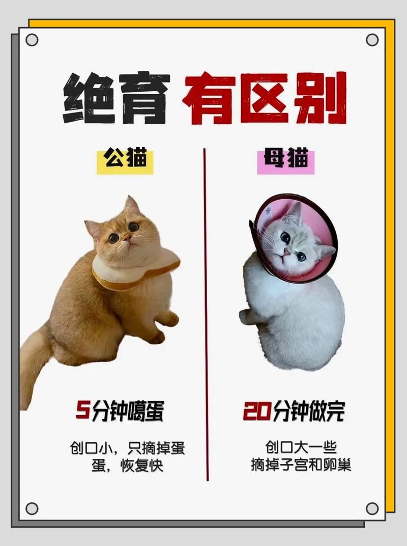 猫咪绝育，为何是保护自己也是保护家人