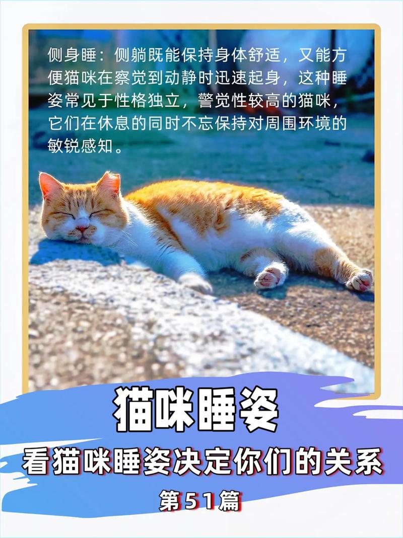 猫咪突然老睡觉？如何判断它是否健康