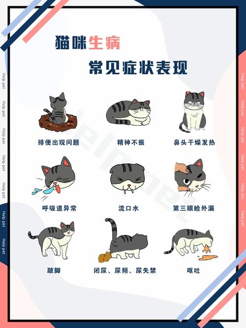 猫咪生病的常见症状及应对之道