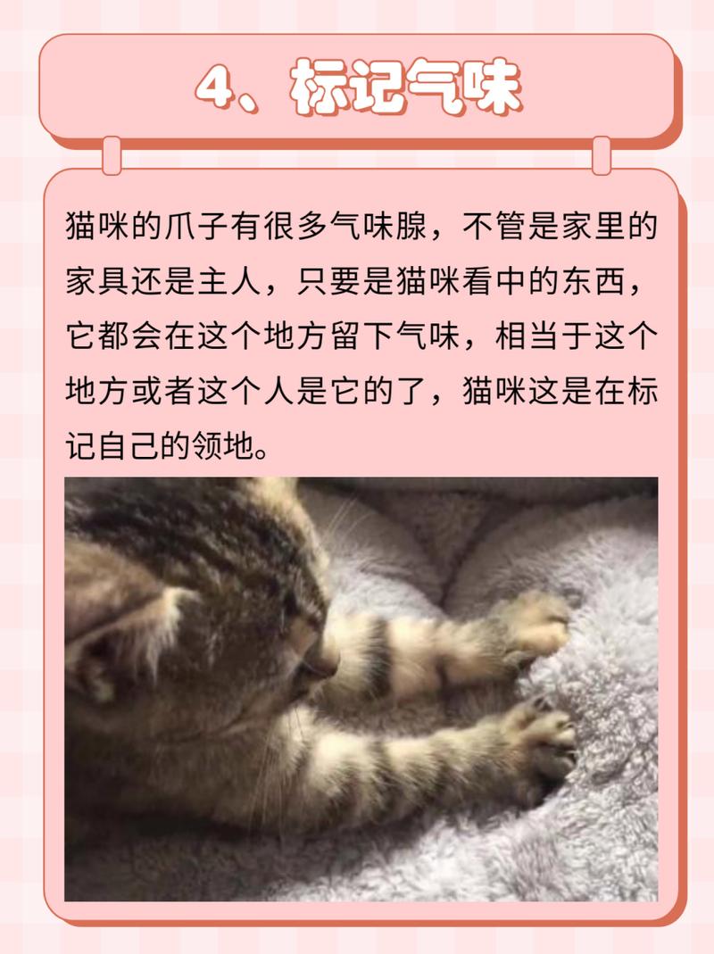 猫咪为何恋上你的乳头？揭秘不让猫咪踩奶的真相