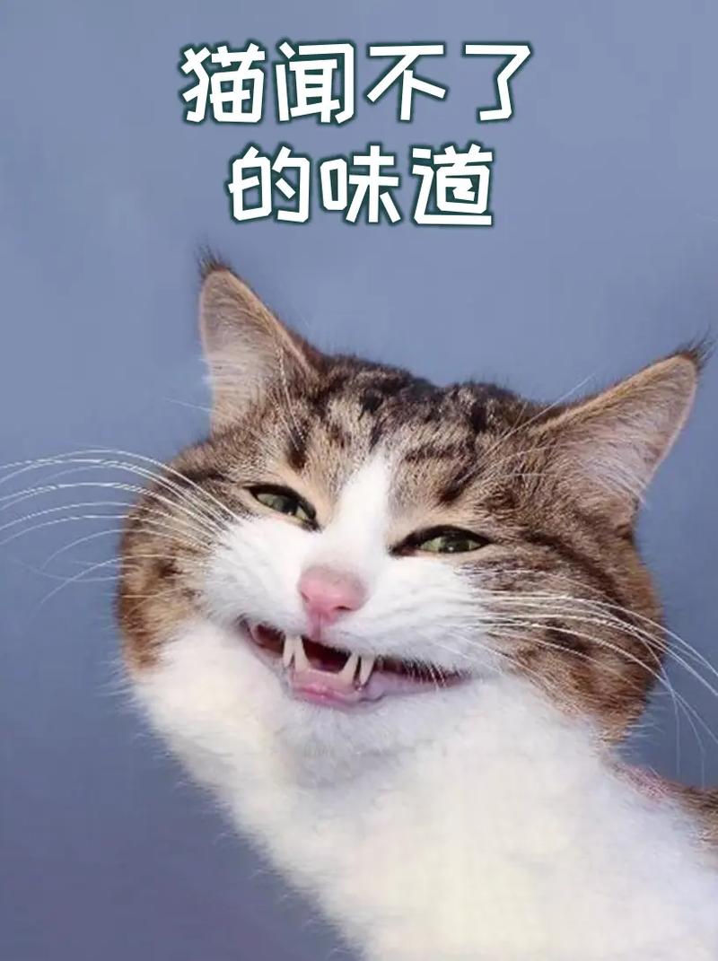 探索猫咪身上的神秘香气