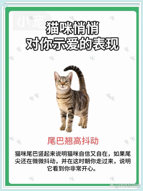 如何让你的猫咪对你产生喜爱？