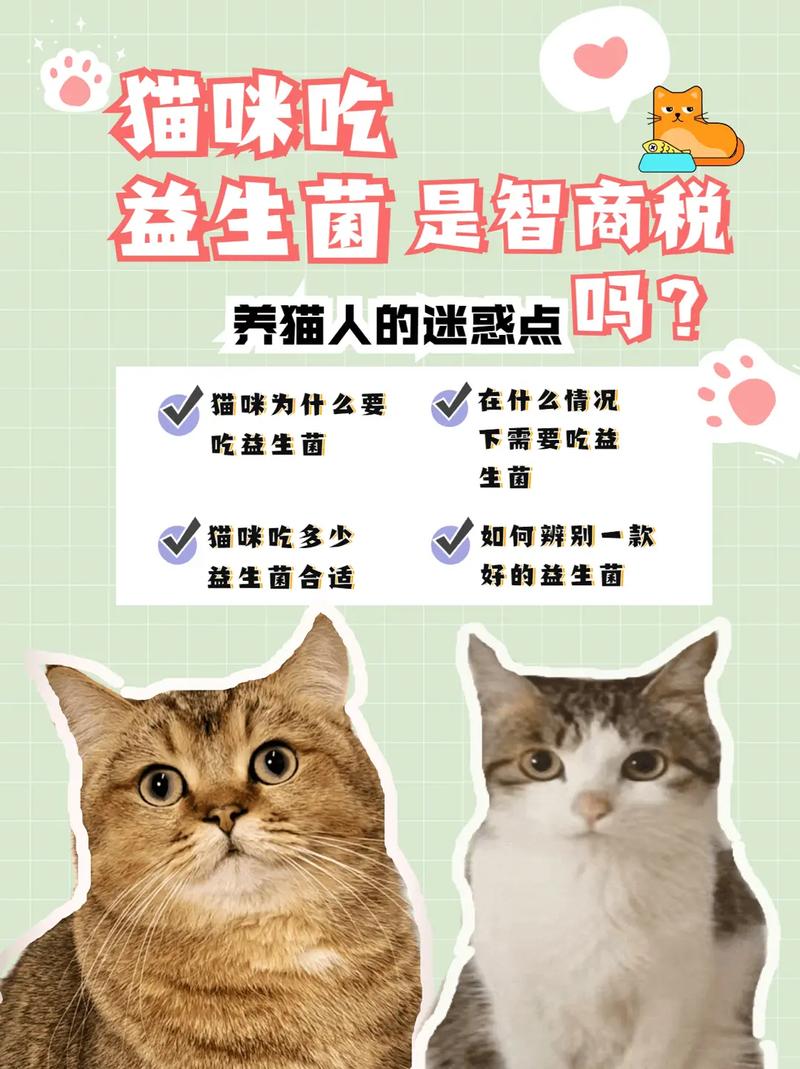 猫咪吃益生菌，如何为你的宠物添加健康新选择