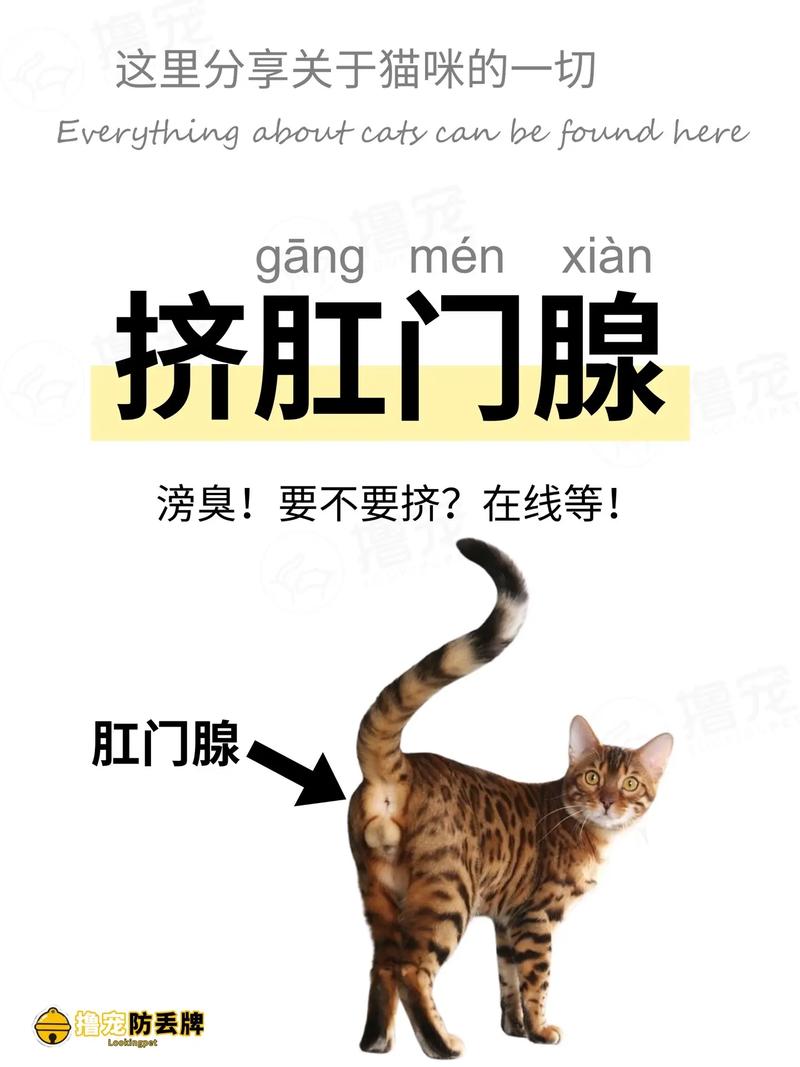 揭秘猫咪肛门腺，如何保持猫咪健康