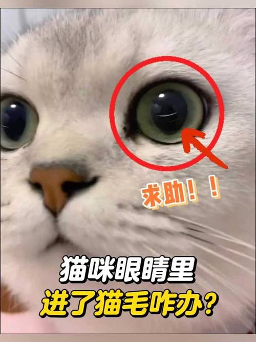 猫咪眼睛进毛，如何安全处理