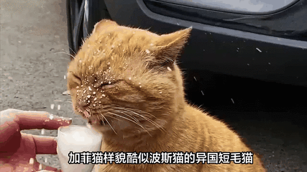 揭秘澳洲猫的神秘面纱，为何价格如此之高？