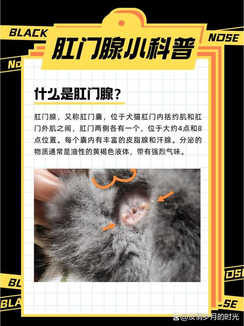 揭秘猫咪肛门黑点，健康警示还是无害小秘密？