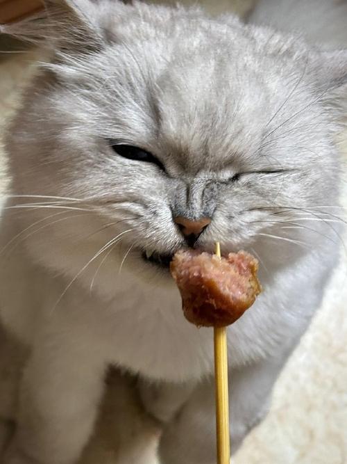 喵星人的美食诱惑，揭秘猫咪对烤肠的迷恋