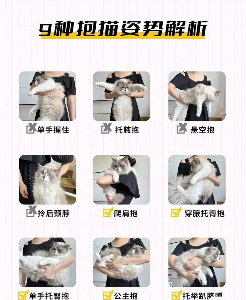 猫咪最佳抱法，让你的爱宠既舒适又安全