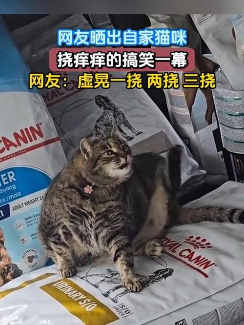 猫咪为什么喜欢挠痒痒？