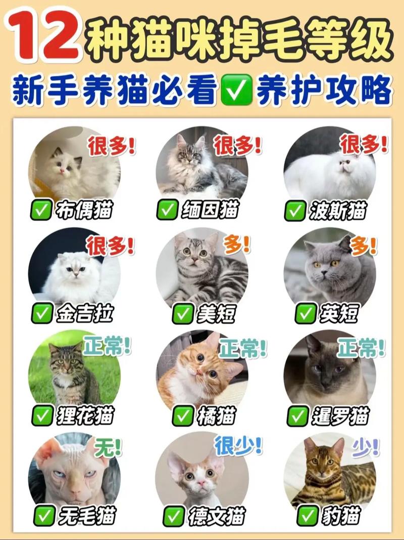 猫咪需要定期剪毛，维护健康与美观