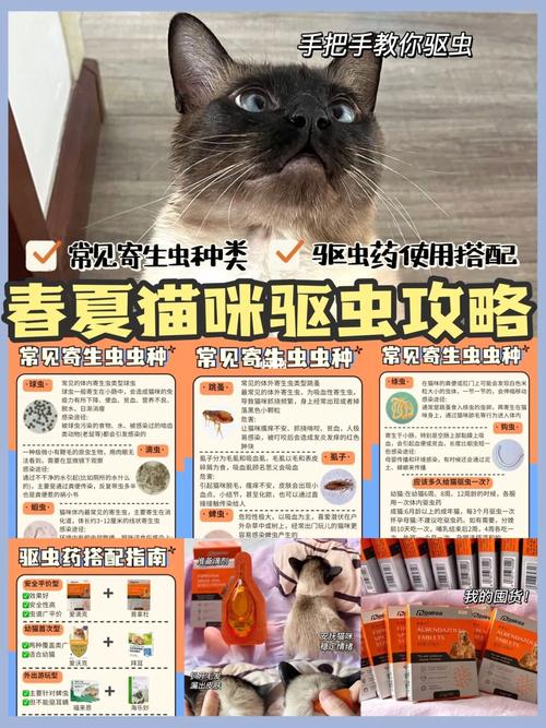 猫咪体外寄生虫问题大揭秘——全方位驱虫攻略