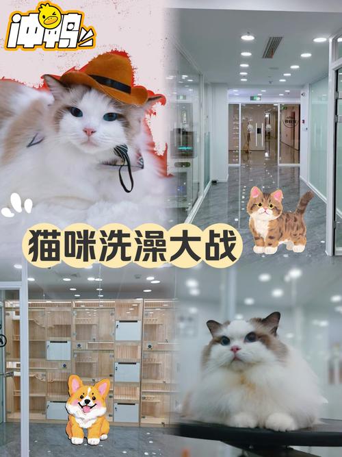 轻松教你的猫咪爱上洗澡，一文教你训练猫咪养成良好习惯