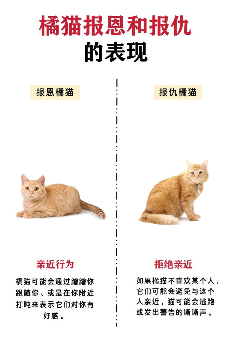 猫儿记仇？猫咪的报复行为真相大揭密