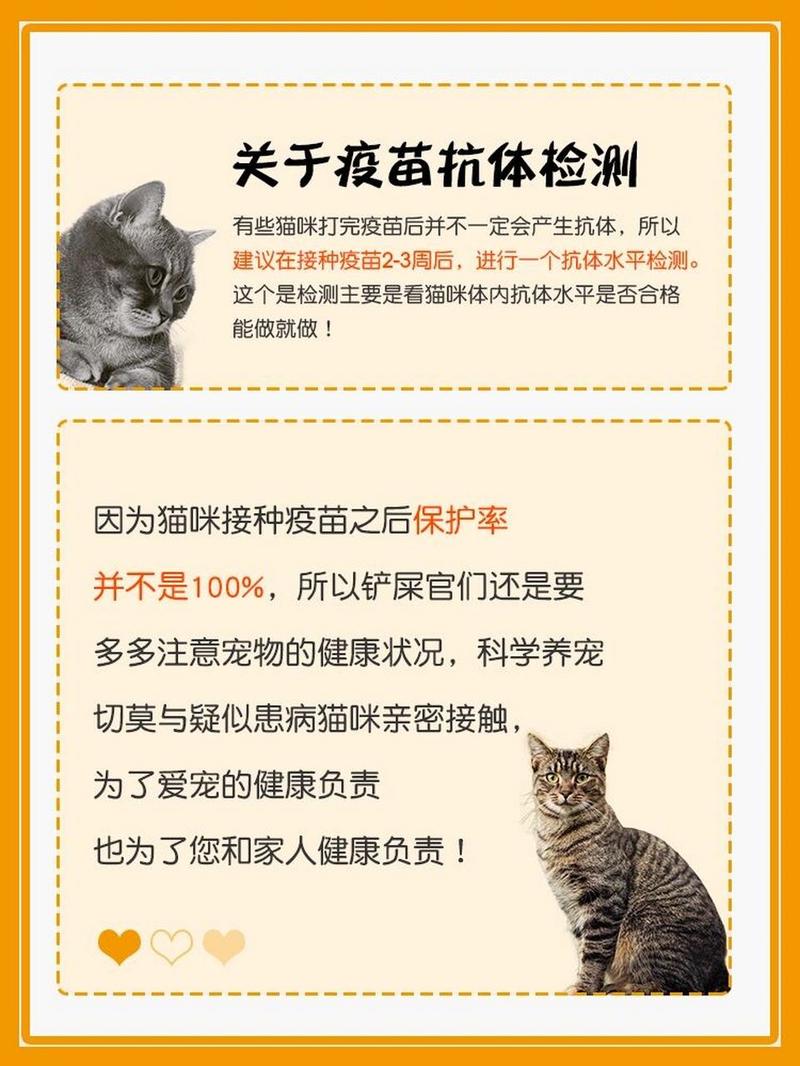 猫咪打疫苗后的反应，了解和应对