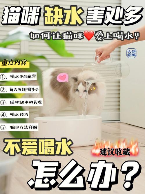 猫咪便秘，不喝水？教你科学应对