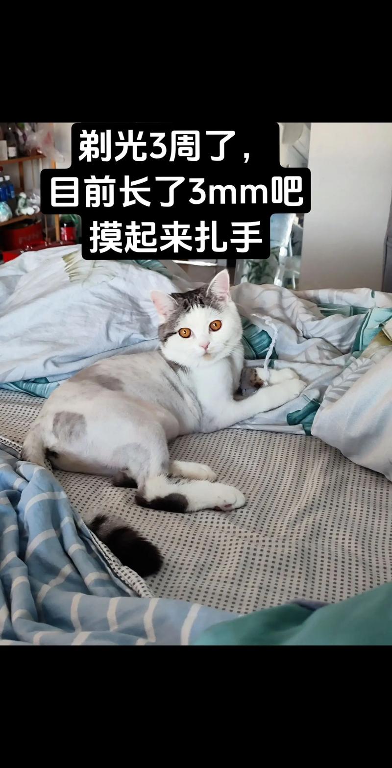 猫咪为何要剃尾巴毛？真相令人意外