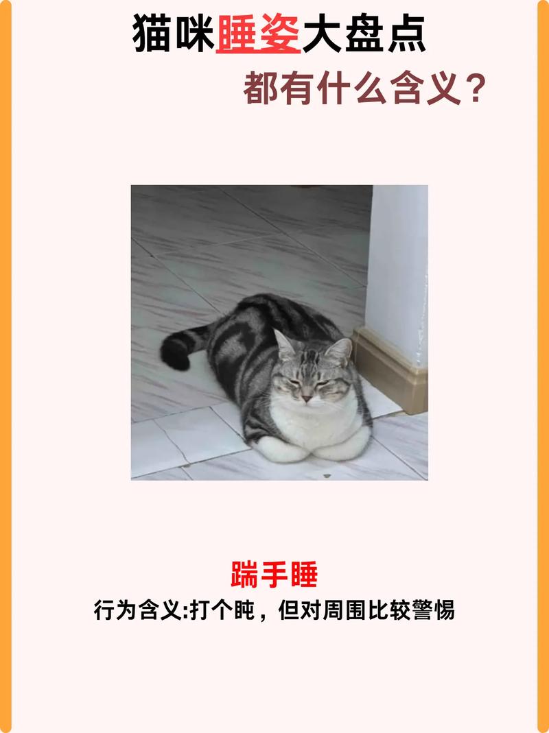 猫咪为何偏爱在地上打盹？揭秘它们的睡眠偏好