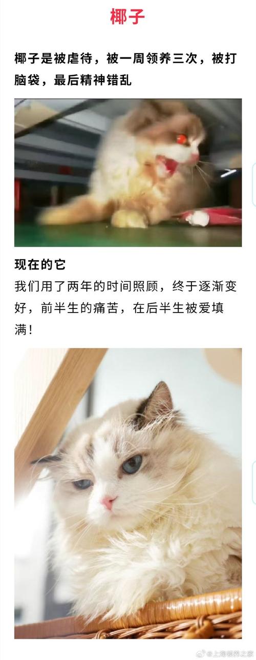 猫咪之间的小冲突，如何避免意外伤害