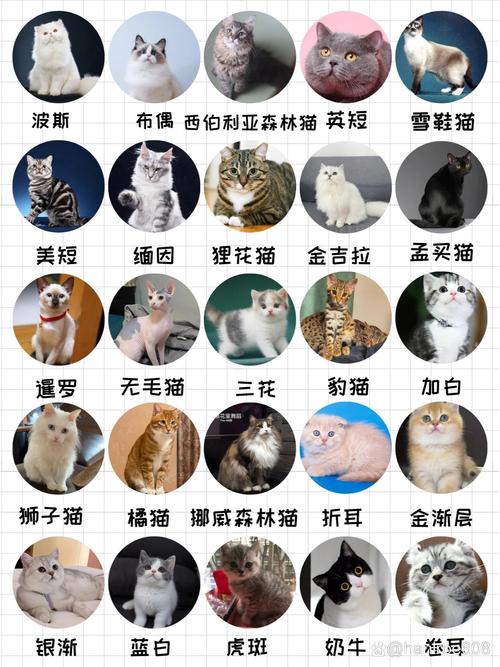 探索云端上的毛球世界——探寻那些可爱的猫咪品种