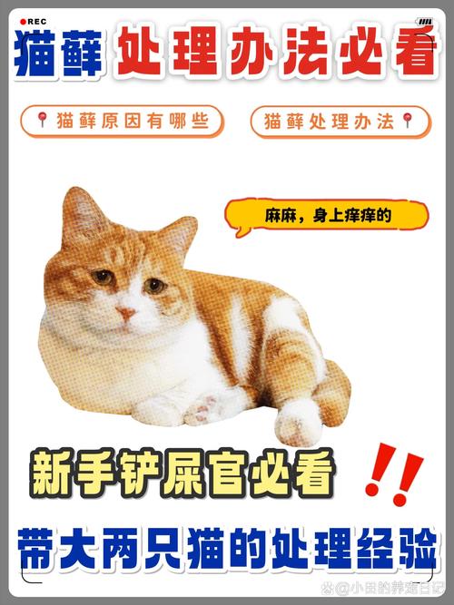 守护毛孩子，猫咪预防猫藓全攻略