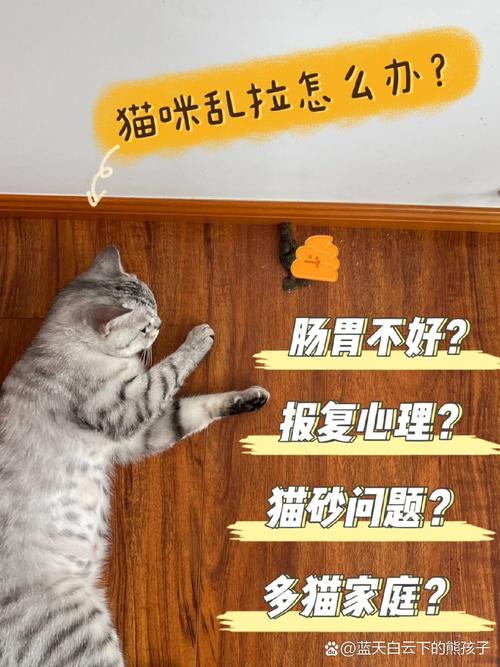 猫咪乱撒欢，如何解决猫咪的排泄问题