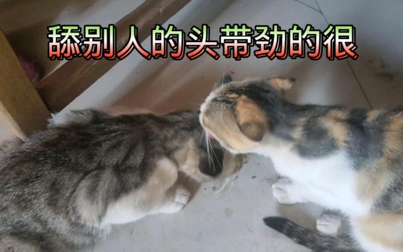 猫咪如何科学地洗头