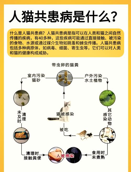 猫咪脱水，症状、原因与预防