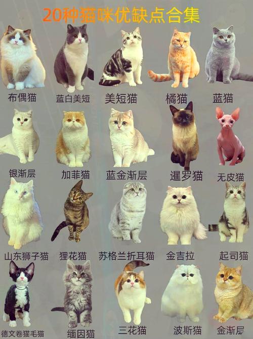 揭秘猫咪繁衍奥秘，从一只公猫到一群小猫