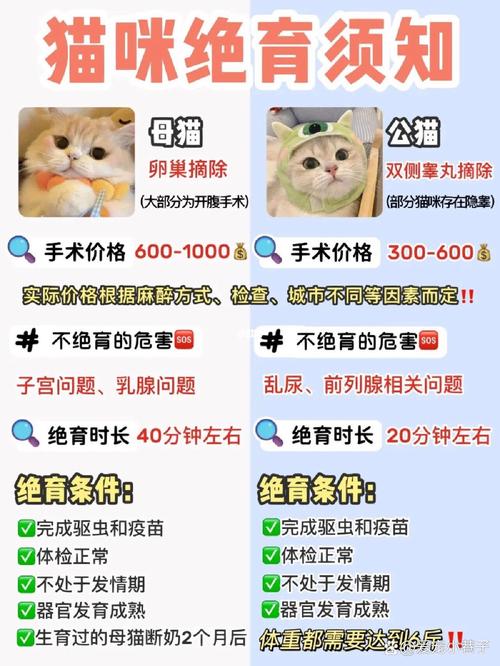 绝育手术后的猫死因解析，警惕潜在风险与科学应对