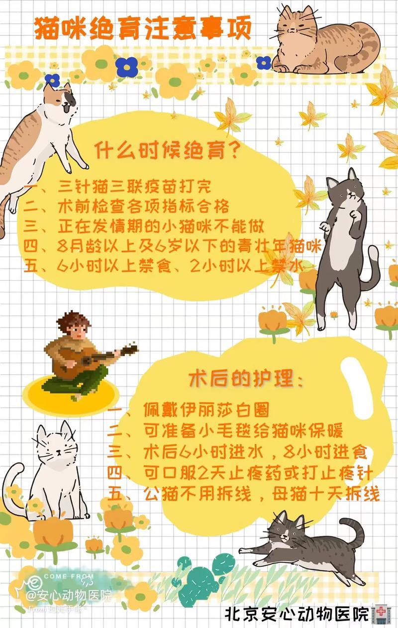 猫咪手术后无需拆线，了解术后护理的小妙招