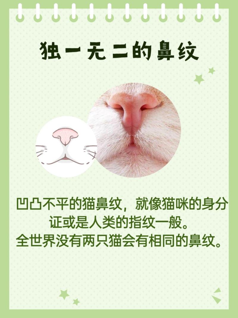 猫咪鼻梁湿润的秘密