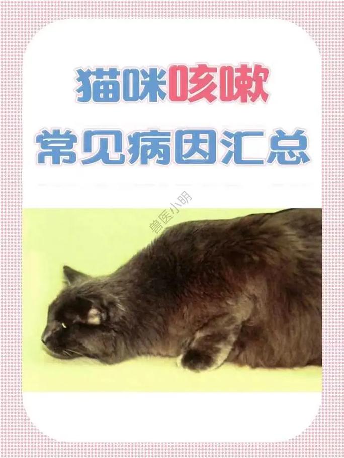 猫咪感冒了？了解它们常见的健康问题和应对策略