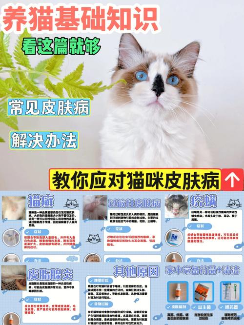 猫咪脚趾猫藓，预防与治疗的全方位指南