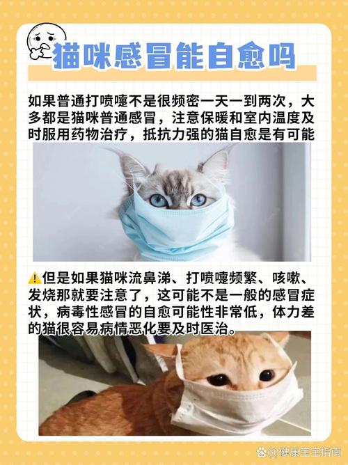 猫咪咳嗽不吃饭？可能是呼吸道感染