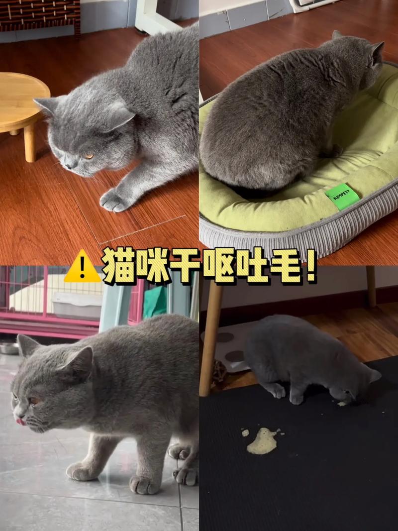 猫咪天天吐毛，你真的了解它吗？