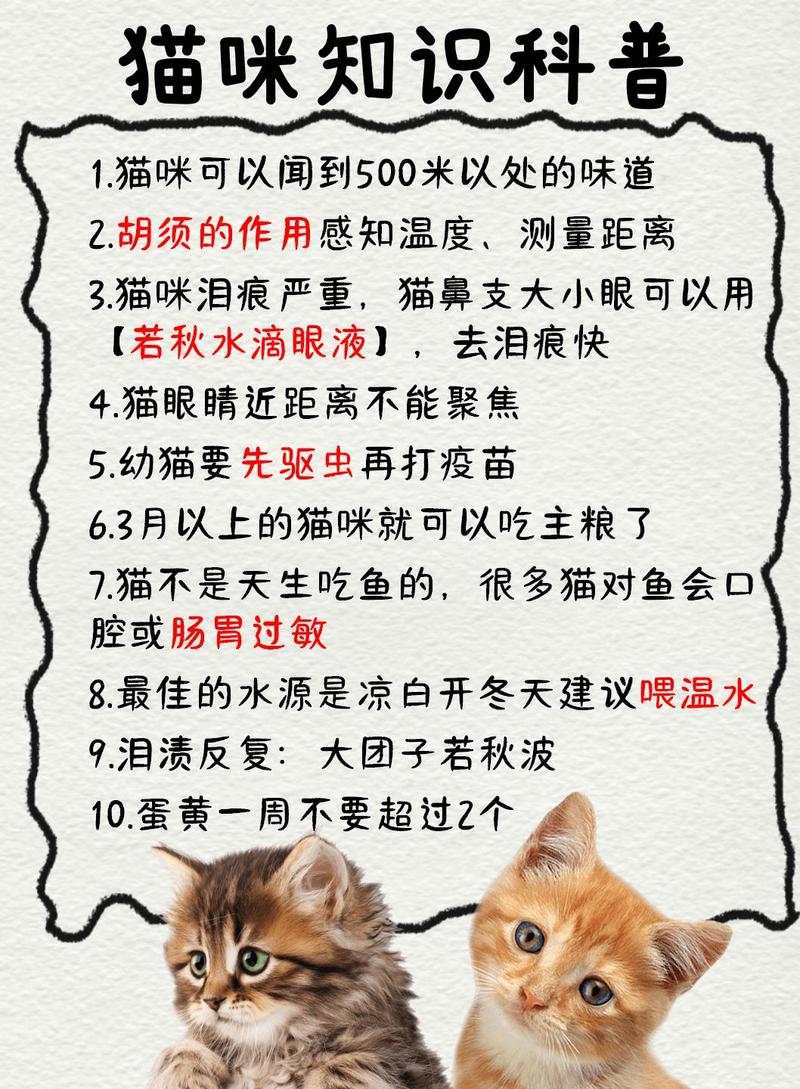 猫咪身上的温度谜团，科学揭秘