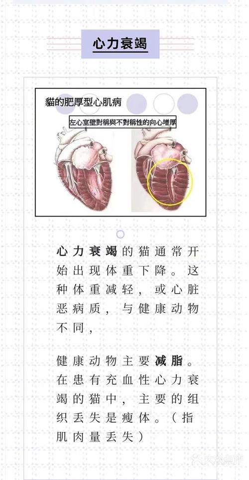 猫咪心脏衰竭的症状与应对策略