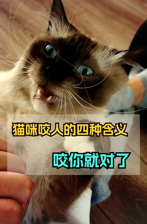 揭秘猫咪晚上叫的原因与解决之道