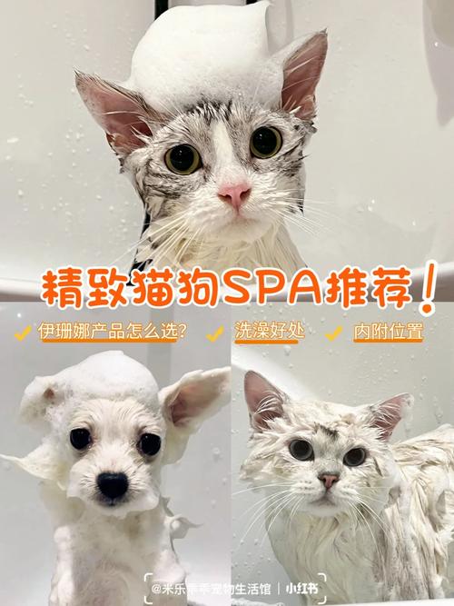 猫咪的SPA —— 如何为你的毛孩子进行一次愉快的洗澡体验