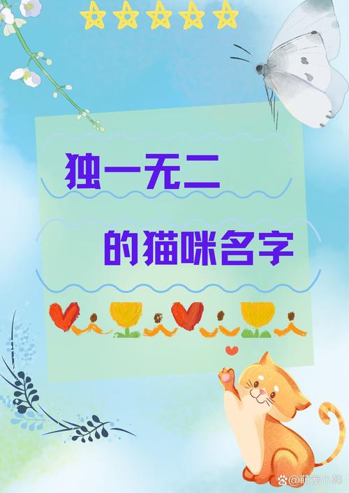 特别的猫咪名字，那些充满故事与情感的昵称