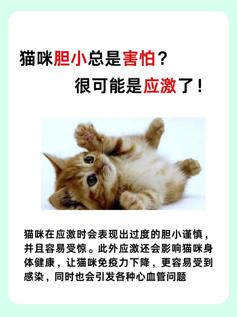 猫咪并不总那么胆小