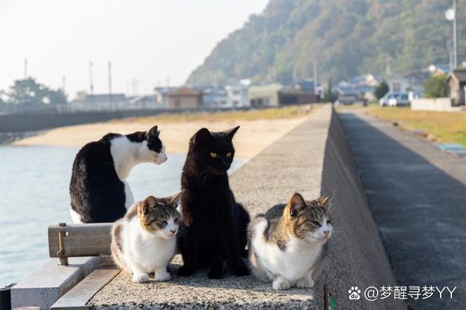 猫咪身上的神秘斑点——大自然的调色板